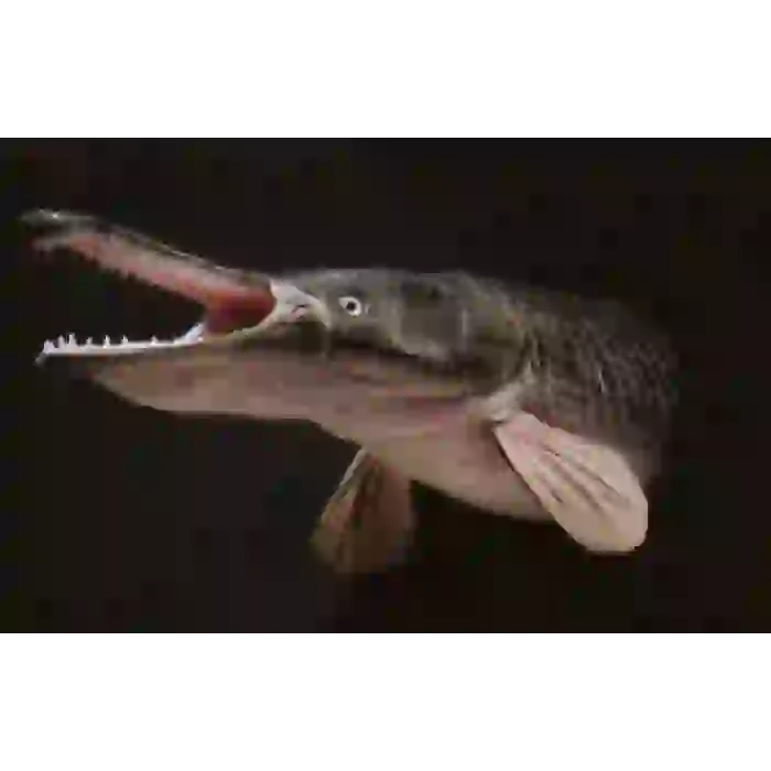 ALLİGATOR TİMSAH BALIĞI 40 CM