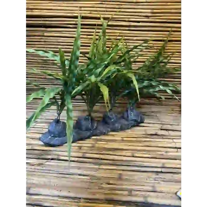 Amazon Dörtlü 38x36x10cm