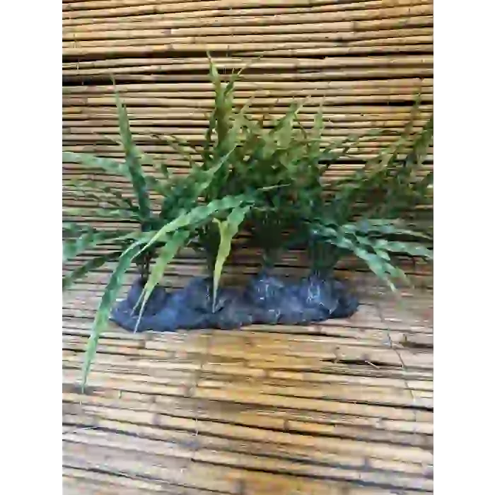 Amazon Dörtlü 38x36x10cm