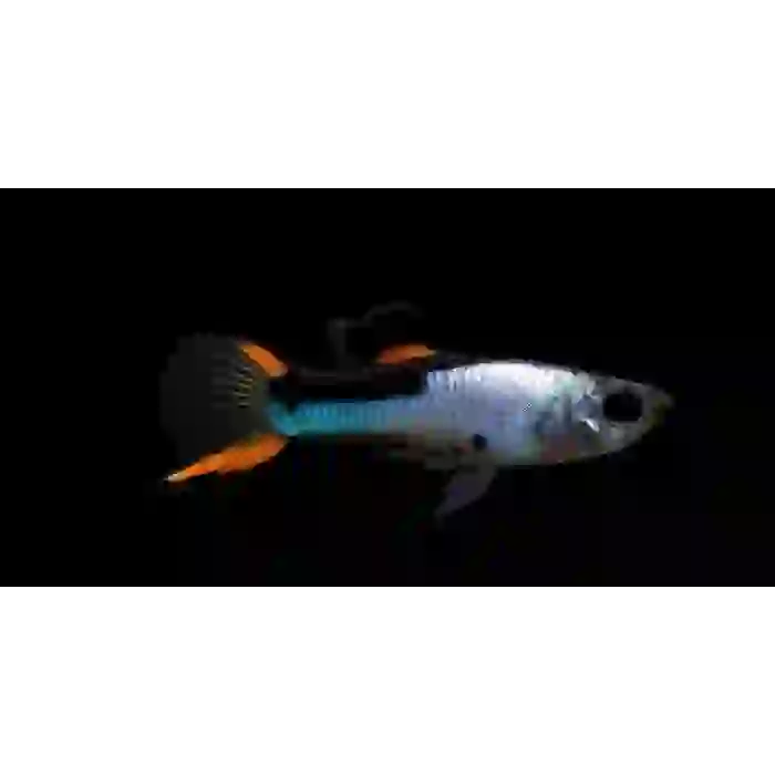 Black Flame Endler (6 ADET)
