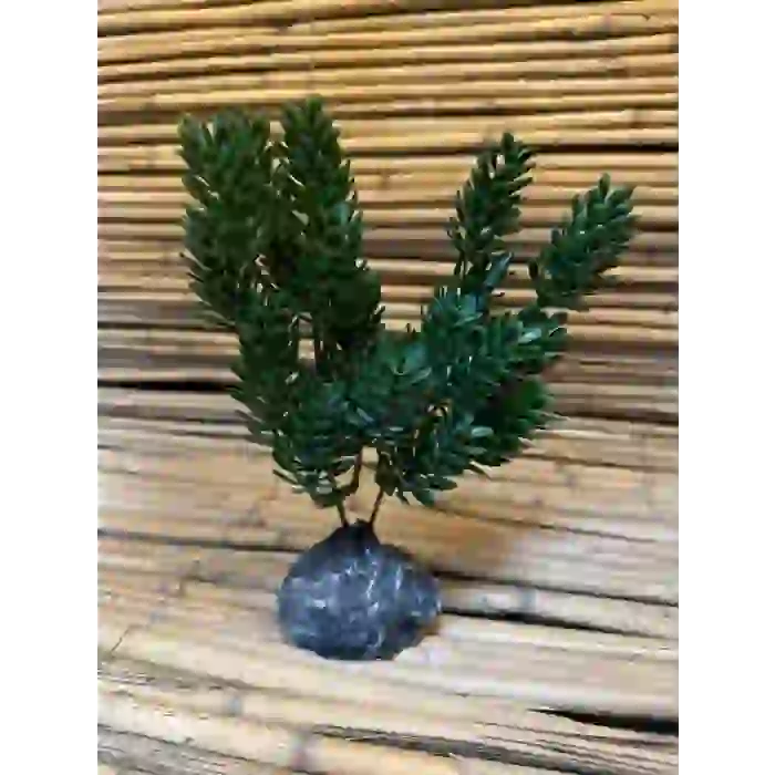 ÇALI 20x6x6cm