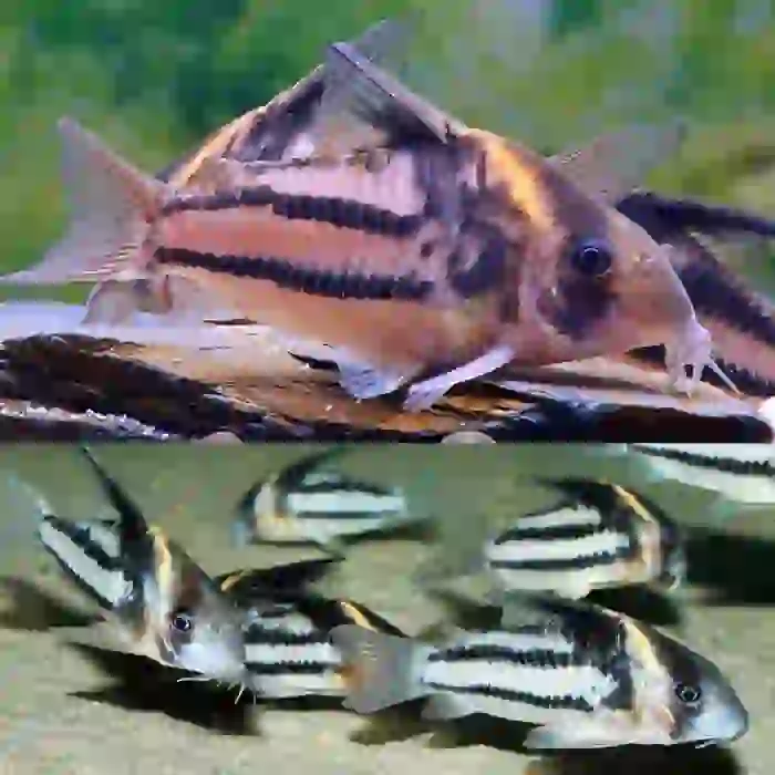 CORYDORAS CW127 6 CM (1 ADET)