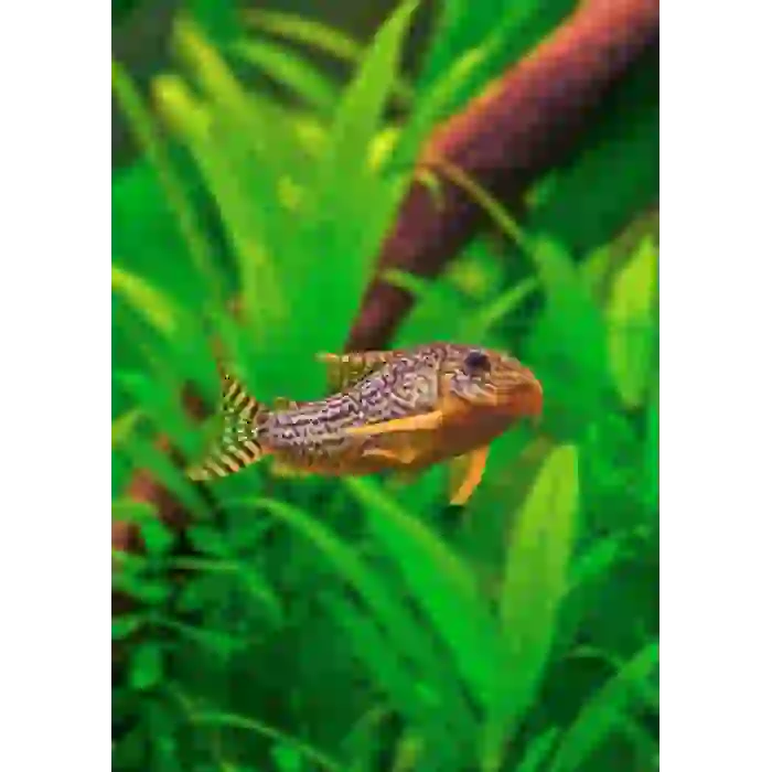 İTHAL CORYDORAS STERBAİ ÇİFT (SHOW BOY) ÜCRETSİZ KARGO