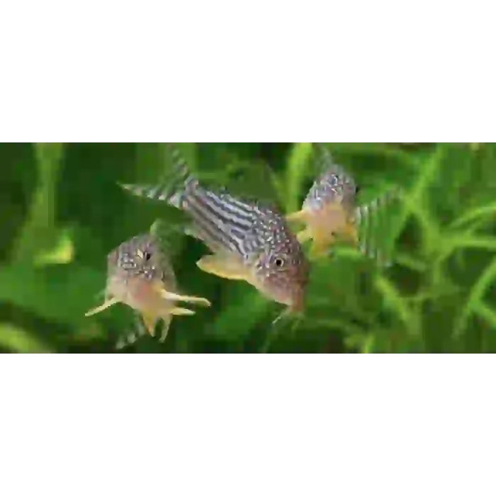 İTHAL CORYDORAS STERBAİ ÇİFT (SHOW BOY) ÜCRETSİZ KARGO