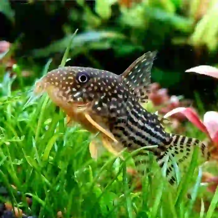 İTHAL CORYDORAS STERBAİ ÇİFT (SHOW BOY) ÜCRETSİZ KARGO