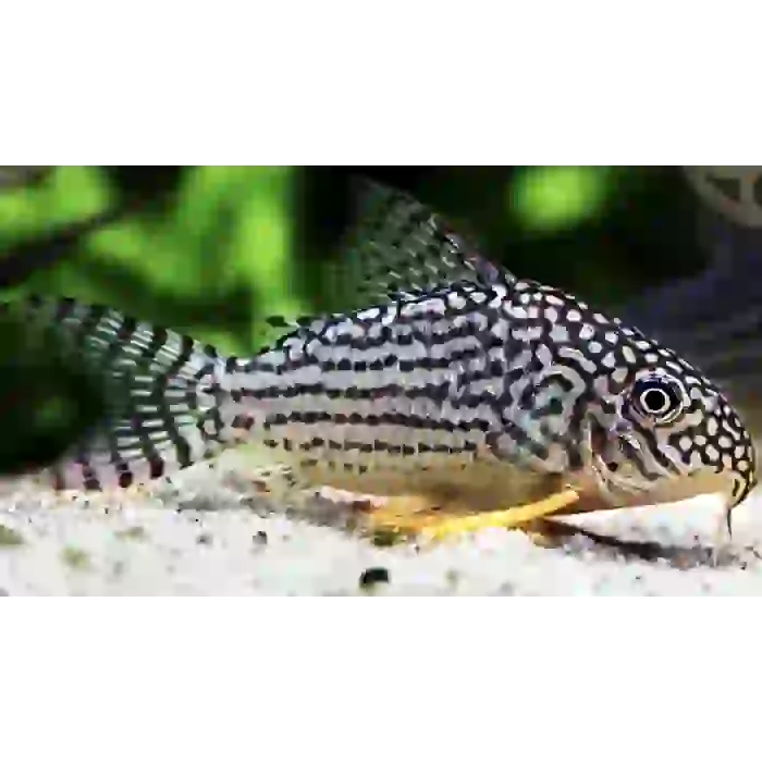 İTHAL CORYDORAS STERBAİ ÇİFT (SHOW BOY) ÜCRETSİZ KARGO