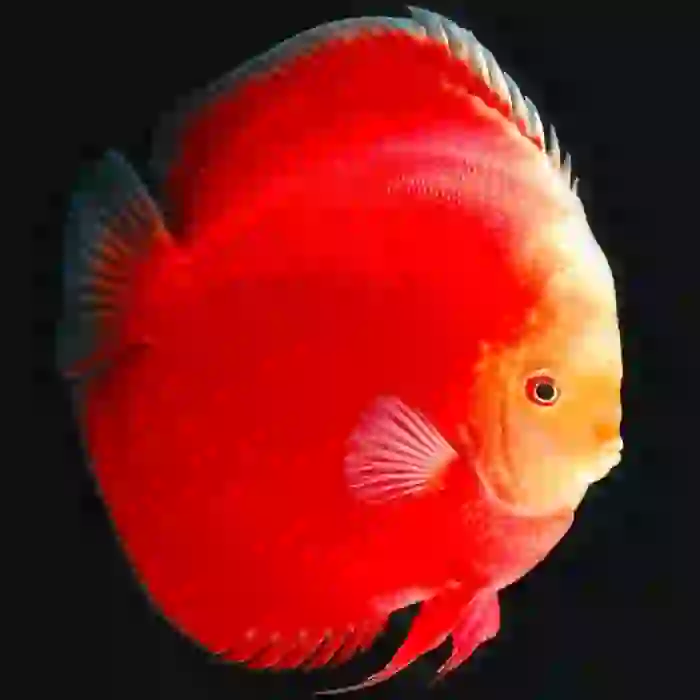 FUJİ RED DİSCUS 14 cm
