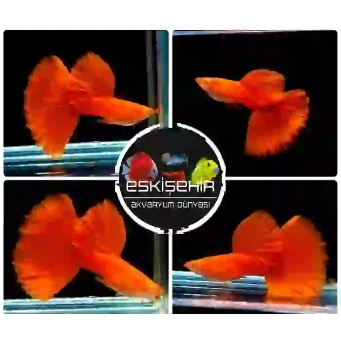 Full Red High Dorsal Guppy (6 ADET)