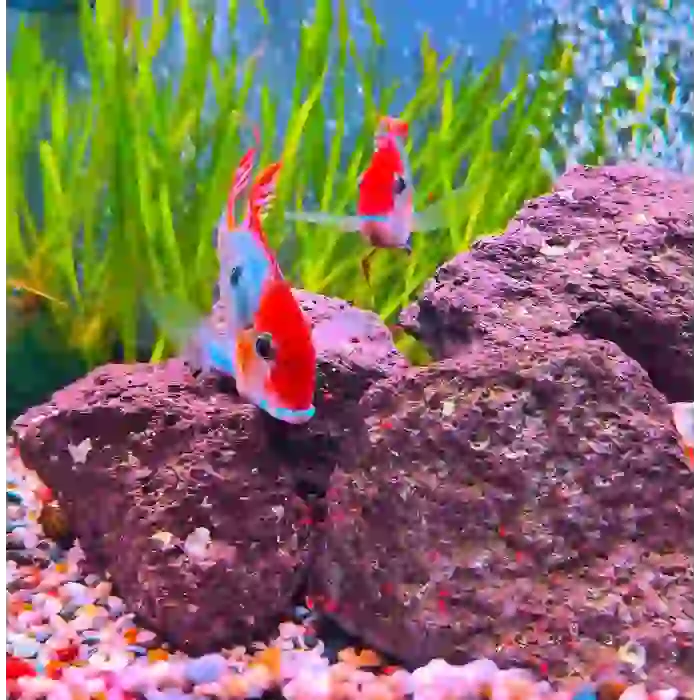 Geophagus sp. Tapajos RED HeadÇİFT