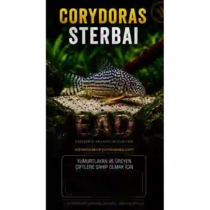 İTHAL CORYDORAS STERBAİ ÇİFT (SHOW BOY) ÜCRETSİZ KARGO