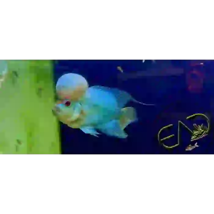 İTHAL Thai Silk Blue Flowerhorn ( 15-16 cm ÜCRETSİZ KARGO YEM HEDİYELİ)