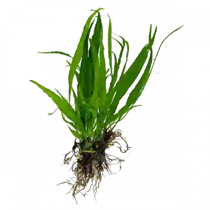 JAVA FERN 1 KÖK (3-4 YAPRAK)