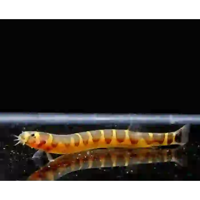 KUHLİ