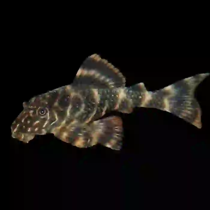L103 clown pleco 6-7 CM ( 1 ADET )
