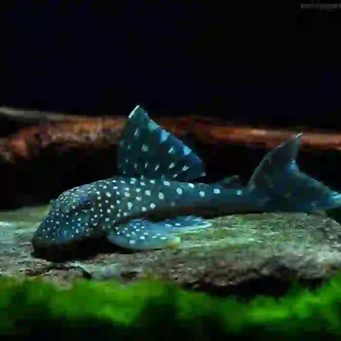 L128 blue phantom pleco 12-13 CM (1 ADET )