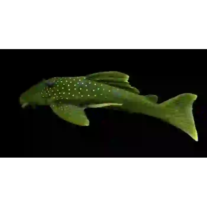 L200 GREEN PLECO 5 CM (1 ADET)