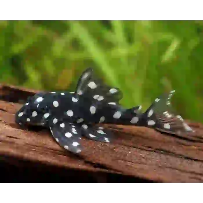 L201 PLECO hypancistrus inspector 9 CM(1 ADET)