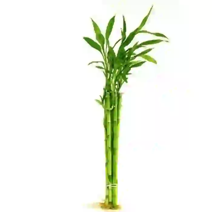 ŞANS BAMBUSU 40 CM (1 ADET)