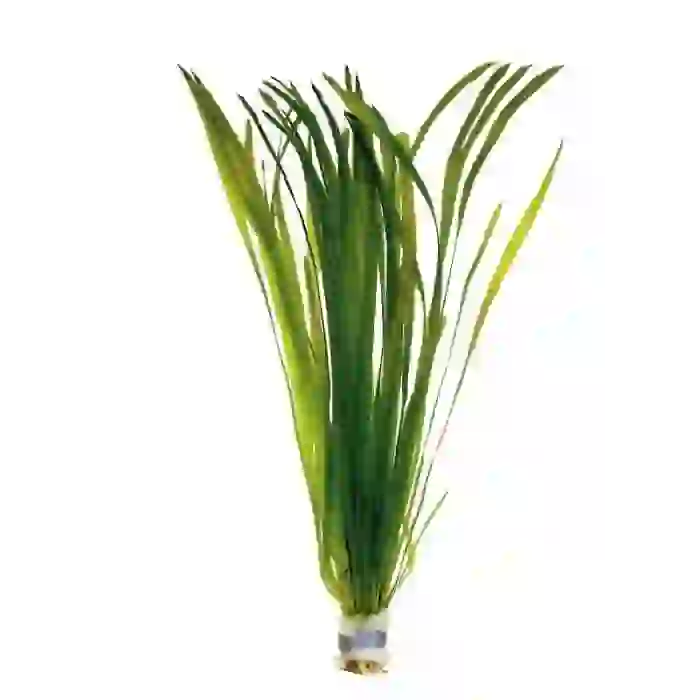 SAZ BİTKİ BAĞ