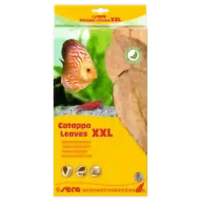 Sera Catappa Leaves XXL