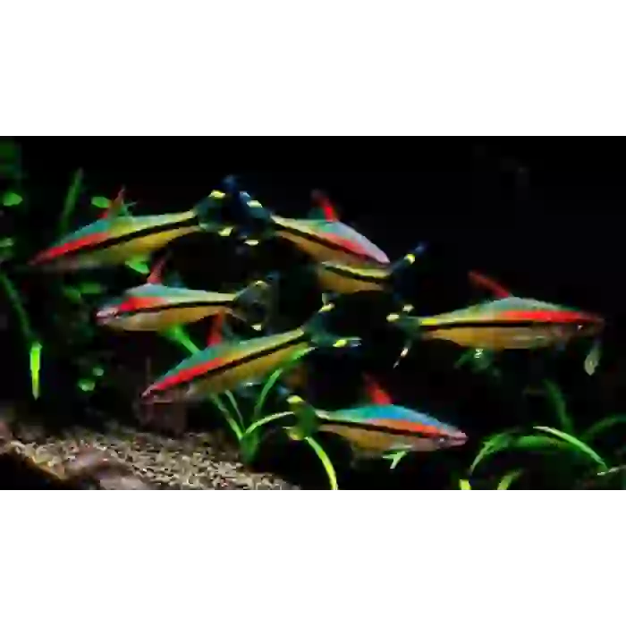 SHOW BOY DENİSONİ (3 ADET) 8-10 CM