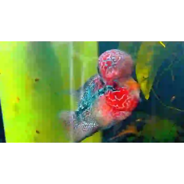 SR DRAGON FLOWER HORN İTHAL(YEM HEDİYELİ KARGO ÜCRETSİZ)