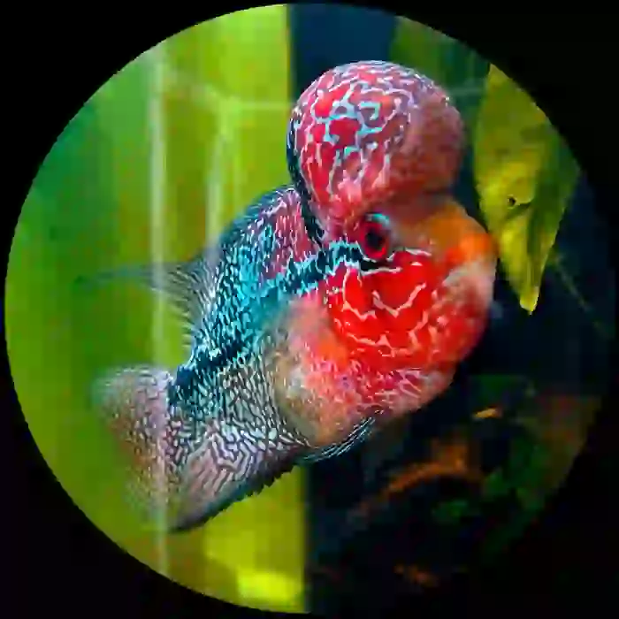 SR DRAGON FLOWER HORN İTHAL(YEM HEDİYELİ KARGO ÜCRETSİZ)