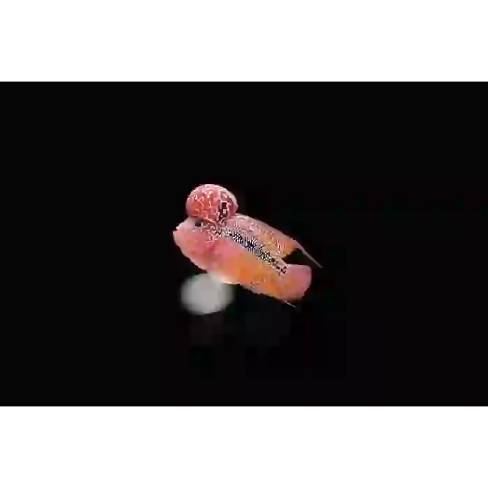 SRD FLOWER HORN 10 CM