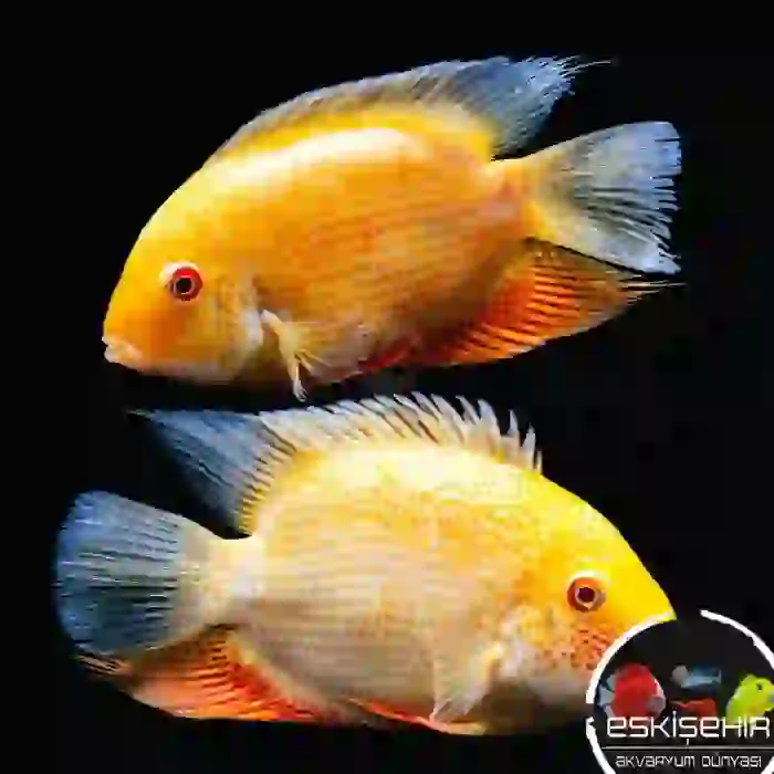 ÜREYEN GOLD SEVERYUM ÇİFT (15 CM)