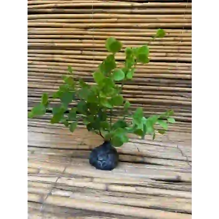 Yeşil Dallı 20x6x6cm