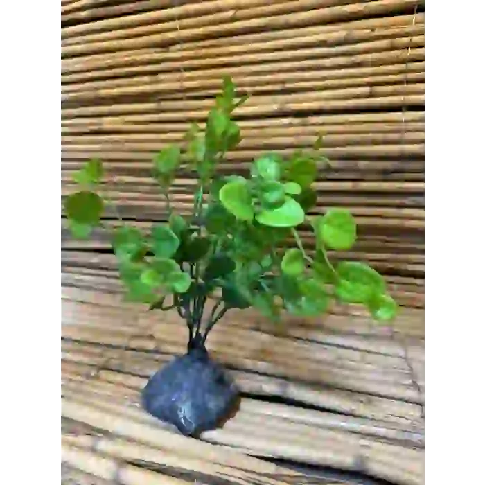 Yeşil Dallı 20x6x6cm