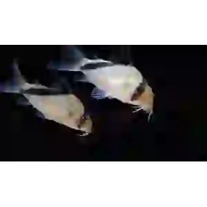 CORYDORAS MELİNİ 6 CM ( 1ADET )