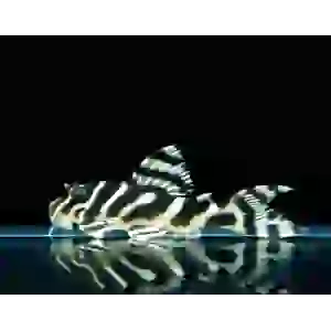 L333 PLECO WHİTE 6 CM (1 ADET)