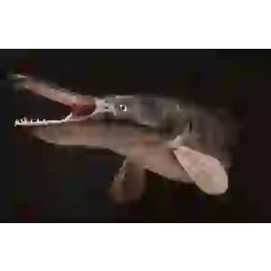 ALLİGATOR TİMSAH BALIĞI 40 CM