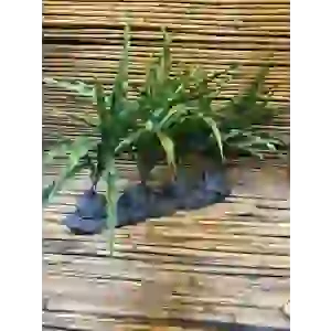Amazon Dörtlü 38x36x10cm