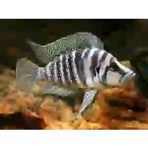 BLACK CALVUS ÇİFT