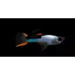Black Flame Endler (6 ADET)