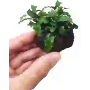 Bucephalandra Wavy Green Kütüklü ithal