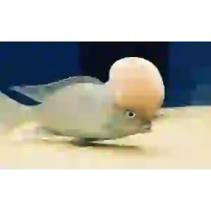 BÜYÜK KAFA YEMİ (1MM)