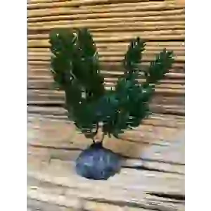 ÇALI 20x6x6cm