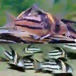 CORYDORAS CW127 6 CM (1 ADET)