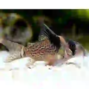 corydoras melanistius 6 CM ( 1 ADET )