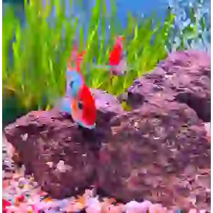 Geophagus sp. Tapajos RED HeadÇİFT