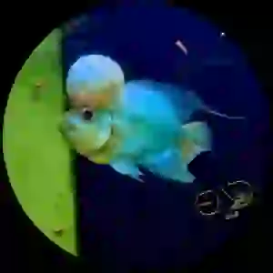İTHAL Thai Silk Blue Flowerhorn ( 15-16 cm ÜCRETSİZ KARGO YEM HEDİYELİ)