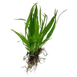 JAVA FERN 1 KÖK (3-4 YAPRAK)
