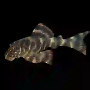 L103 clown pleco 6-7 CM ( 1 ADET )