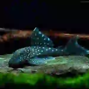 L128 blue phantom pleco 12-13 CM (1 ADET )