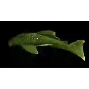 L200 GREEN PLECO 5 CM (1 ADET)
