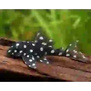 L201 PLECO hypancistrus inspector 9 CM(1 ADET)