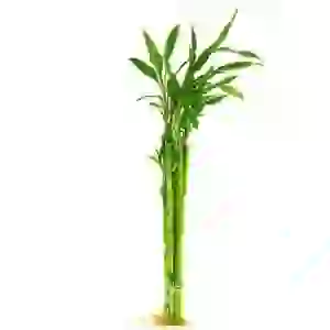 ŞANS BAMBUSU 40 CM (1 ADET)